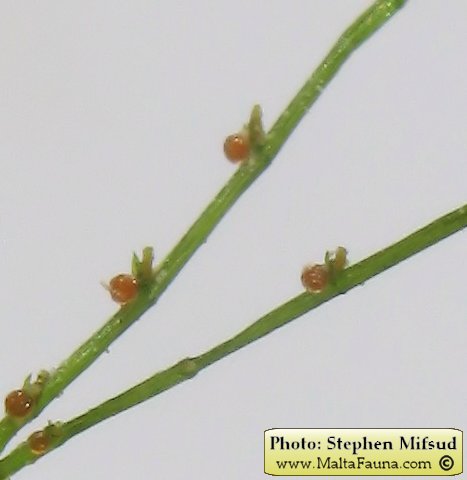 Chara vulgaris (). This page is part of www.MaltaWildPlants.com website by Stephen Mifsud, Malta