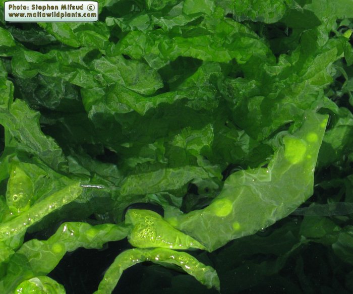 Ulva intestinalis (Gut Weed). This page is part of www.MaltaWildPlants.com website by Stephen Mifsud, Malta