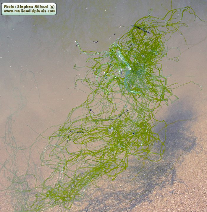 Ulva intestinalis (Gut Weed). This page is part of www.MaltaWildPlants.com website by Stephen Mifsud, Malta