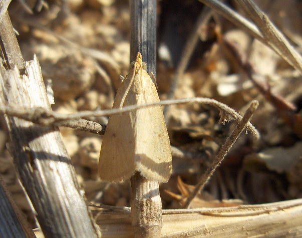 Achyra nudalis (English name not known). This page is part of www.MaltaWildPlants.com website by Stephen Mifsud, Malta
