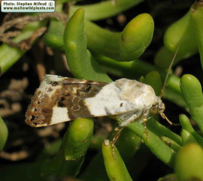 Acontia lucida (Pale Shoulder). This page is part of www.MaltaWildPlants.com website by Stephen Mifsud, Malta