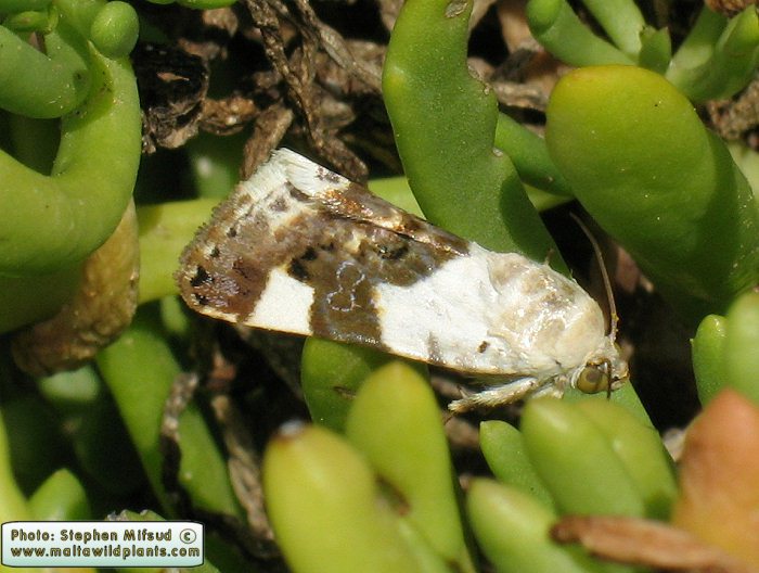 Acontia lucida (Pale Shoulder). This page is part of www.MaltaWildPlants.com website by Stephen Mifsud, Malta