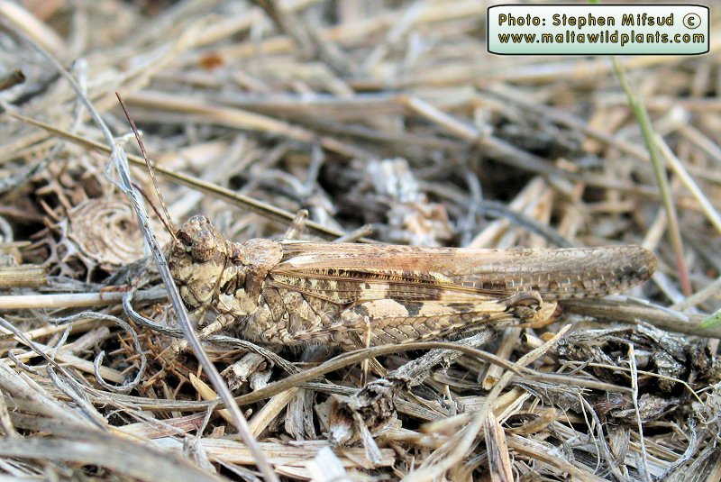 Acrotylus patruelis (Slender Red-winged Grasshopper). This page is part of www.MaltaWildPlants.com website by Stephen Mifsud, Malta