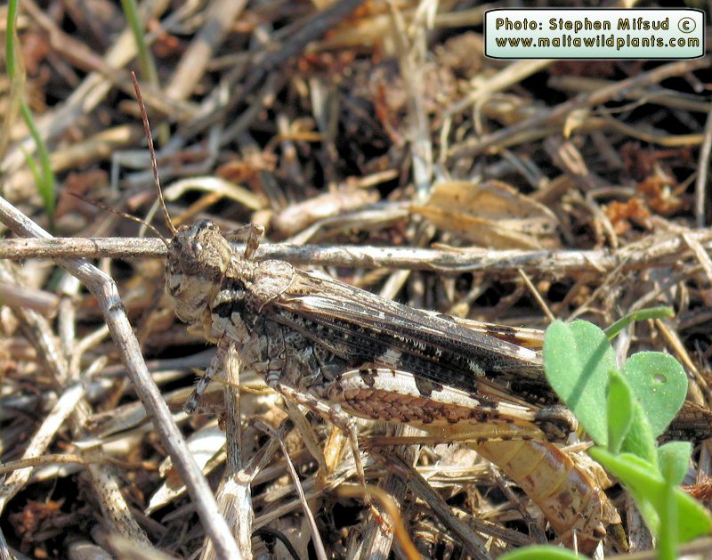 Acrotylus patruelis (Slender Red-winged Grasshopper). This page is part of www.MaltaWildPlants.com website by Stephen Mifsud, Malta
