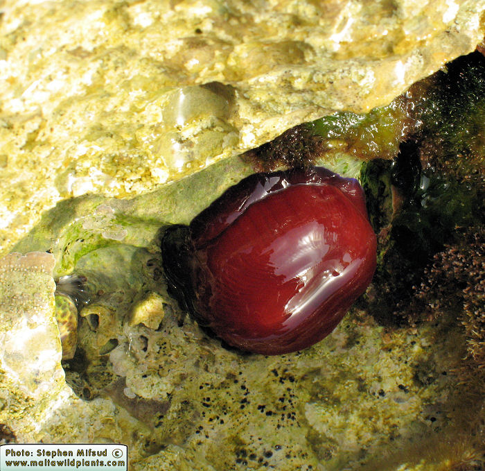 Actinia equina (Beadlet anemone). This page is part of www.MaltaWildPlants.com website by Stephen Mifsud, Malta