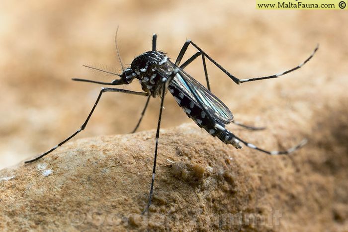 Aedes albopictus (Tiger mosquito). This page is part of www.MaltaWildPlants.com website by Stephen Mifsud, Malta