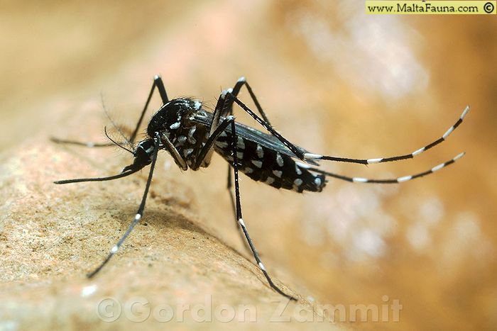 Aedes albopictus (Tiger mosquito). This page is part of www.MaltaWildPlants.com website by Stephen Mifsud, Malta