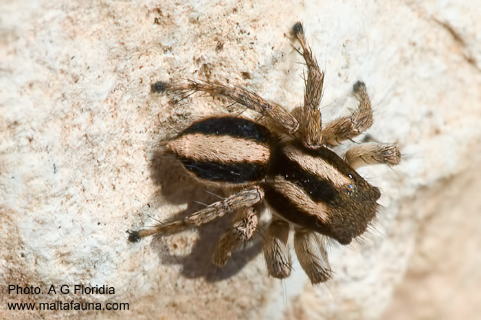 Aelurillus monardi (English name not known). This page is part of www.MaltaWildPlants.com website by Stephen Mifsud, Malta