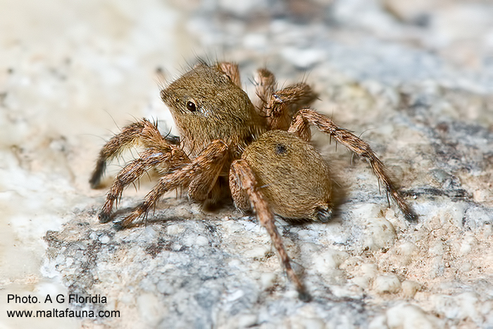 Aelurillus schembrii (English name not known). This page is part of www.MaltaWildPlants.com website by Stephen Mifsud, Malta
