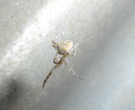 Agalenatea redii (Gorse Orb Weaver). This page is part of www.MaltaWildPlants.com website by Stephen Mifsud, Malta