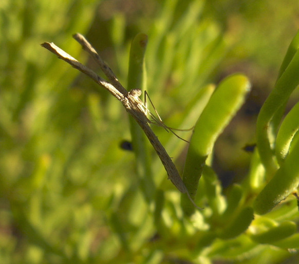 Agdistis tamaricis (Tamarisk Plume). This page is part of www.MaltaWildPlants.com website by Stephen Mifsud, Malta