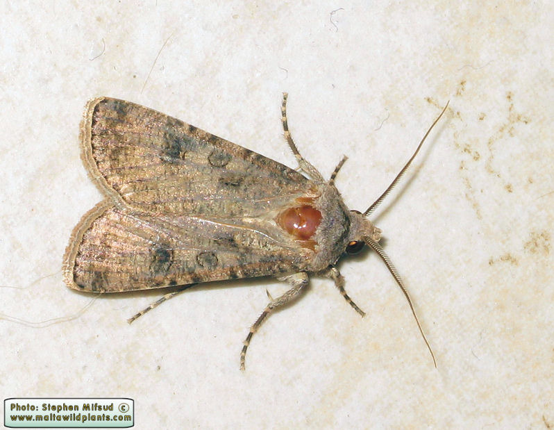 Agrotis segetum (Turnip Moth). This page is part of www.MaltaWildPlants.com website by Stephen Mifsud, Malta