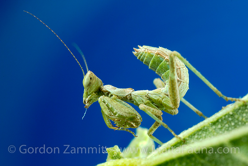 Ameles spallanzania (European Dwarf Mantis). This page is part of www.MaltaWildPlants.com website by Stephen Mifsud, Malta