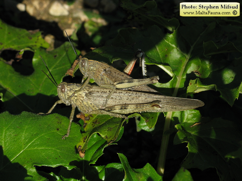 Anacridium aegyptium (Egyptian Locust). This page is part of www.MaltaWildPlants.com website by Stephen Mifsud, Malta