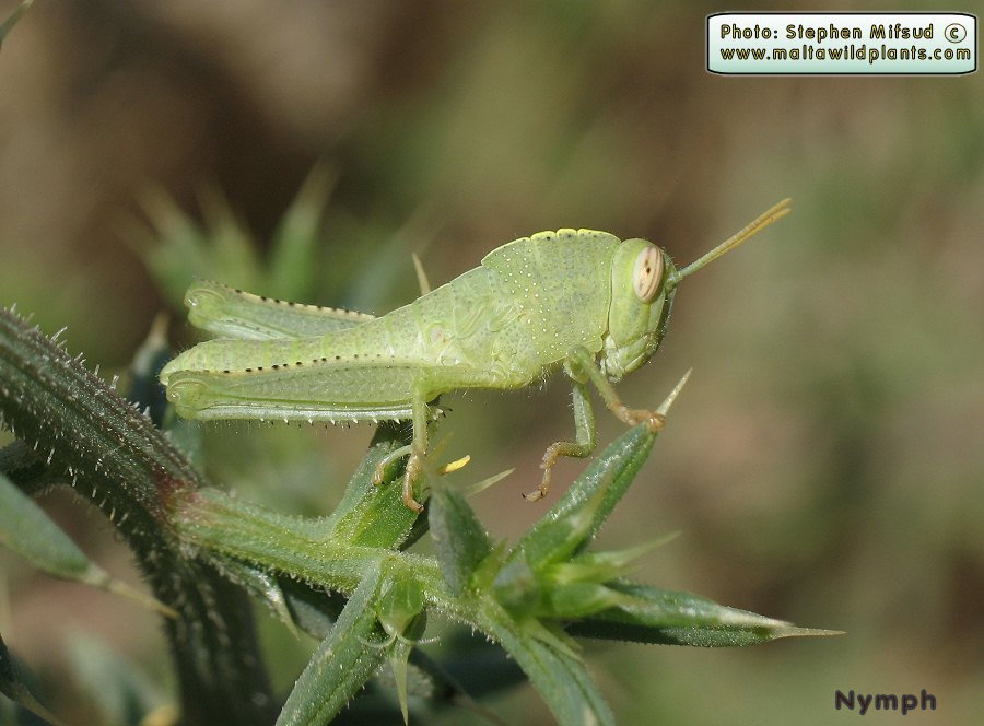 Anacridium aegyptium (Egyptian Locust). This page is part of www.MaltaWildPlants.com website by Stephen Mifsud, Malta