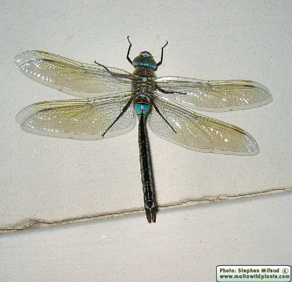Anax parthenope (Lesser Emperor Dragonfly). This page is part of www.MaltaWildPlants.com website by Stephen Mifsud, Malta