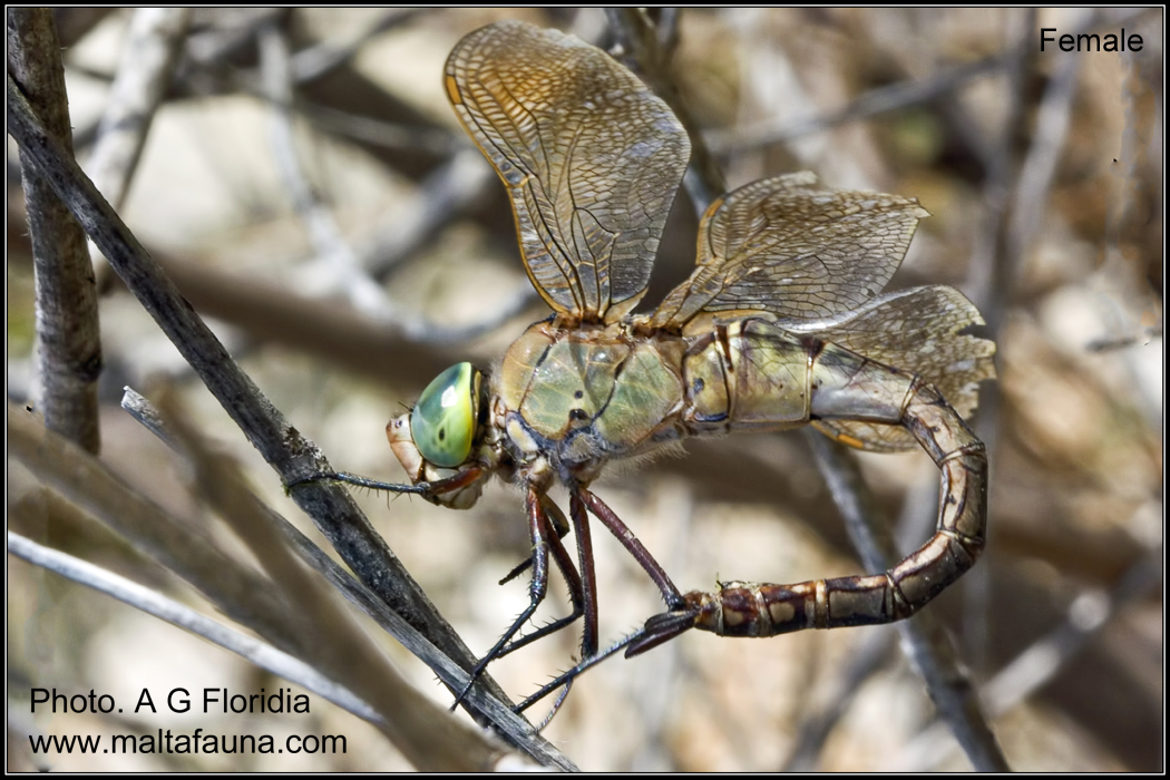 Anax parthenope (Lesser Emperor Dragonfly). This page is part of www.MaltaWildPlants.com website by Stephen Mifsud, Malta