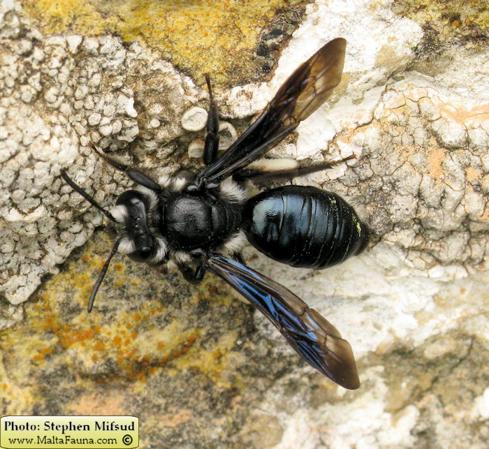 Andrena agilissima (Agile Mining Bee). This page is part of www.MaltaWildPlants.com website by Stephen Mifsud, Malta