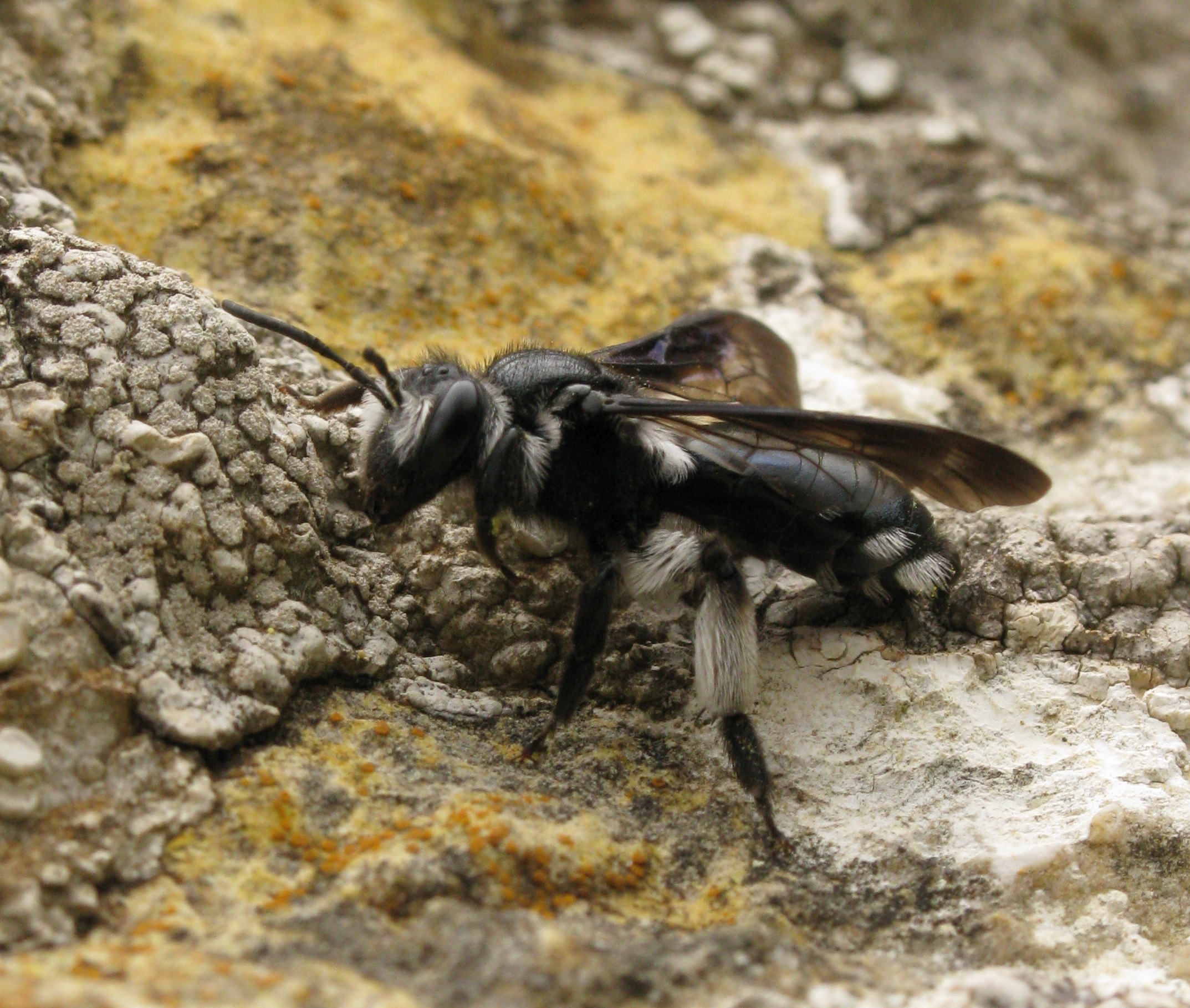 Andrena agilissima (Agile Mining Bee). This page is part of www.MaltaWildPlants.com website by Stephen Mifsud, Malta