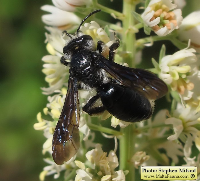 Andrena agilissima (Agile Mining Bee). This page is part of www.MaltaWildPlants.com website by Stephen Mifsud, Malta