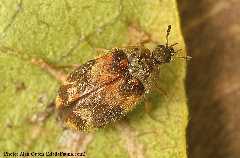 Anthrenus verbasci (Varied Carpet Beetle). This page is part of www.MaltaWildPlants.com website by Stephen Mifsud, Malta