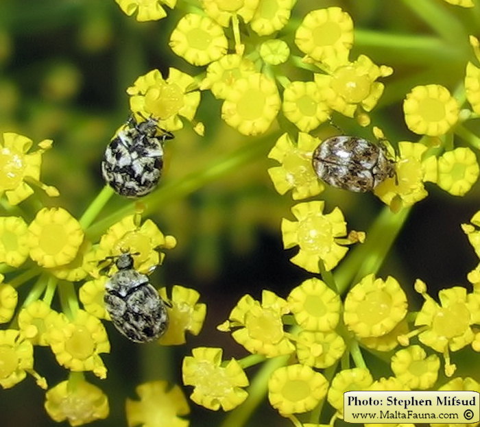Anthrenus verbasci (Varied Carpet Beetle). This page is part of www.MaltaWildPlants.com website by Stephen Mifsud, Malta