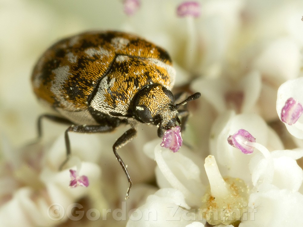 Anthrenus verbasci (Varied Carpet Beetle). This page is part of www.MaltaWildPlants.com website by Stephen Mifsud, Malta