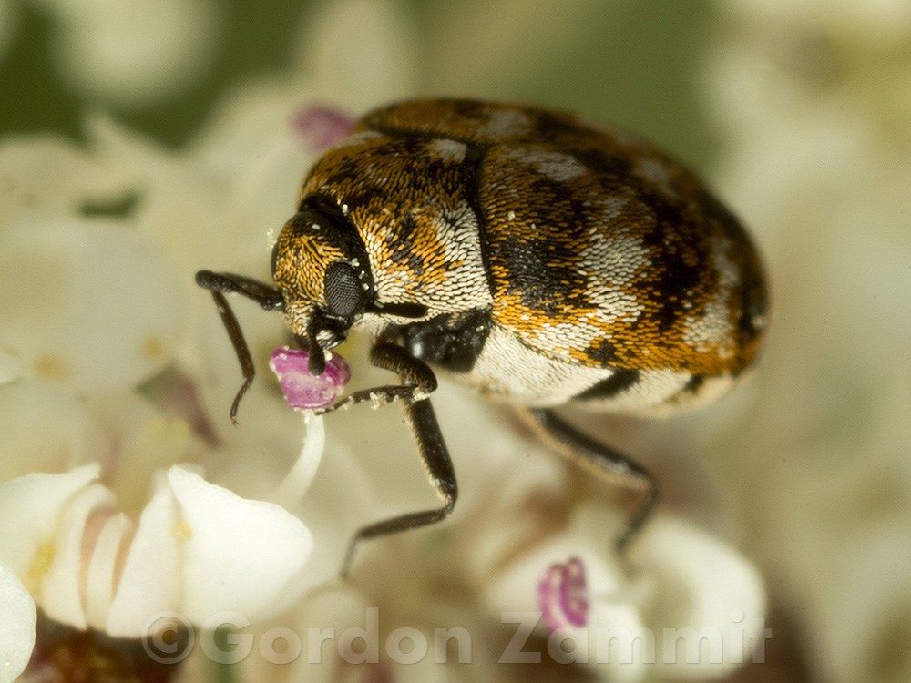 Anthrenus verbasci (Varied Carpet Beetle). This page is part of www.MaltaWildPlants.com website by Stephen Mifsud, Malta
