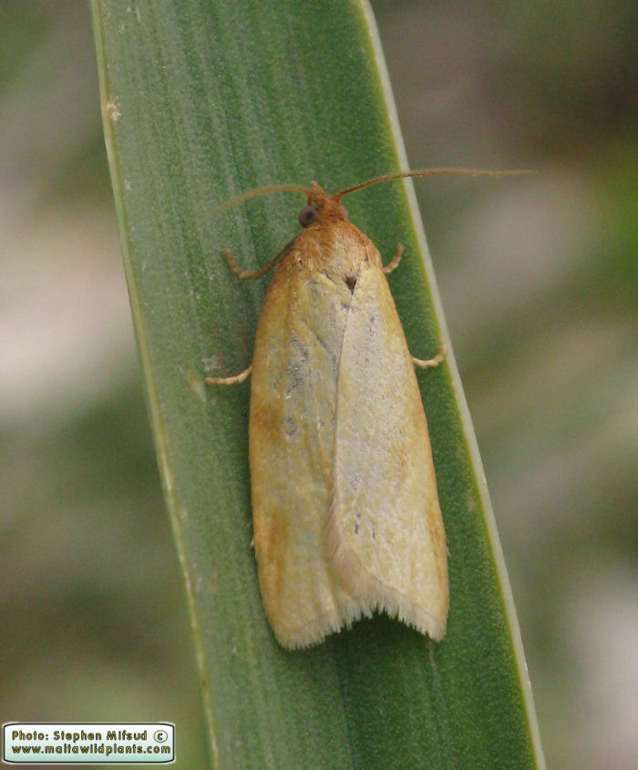 Aphelia peramplana vallettai (English name not known). This page is part of www.MaltaWildPlants.com website by Stephen Mifsud, Malta