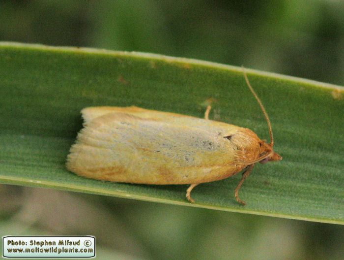 Aphelia peramplana vallettai (English name not known). This page is part of www.MaltaWildPlants.com website by Stephen Mifsud, Malta