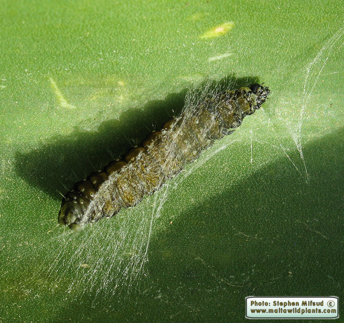Aphelia peramplana vallettai (English name not known). This page is part of www.MaltaWildPlants.com website by Stephen Mifsud, Malta
