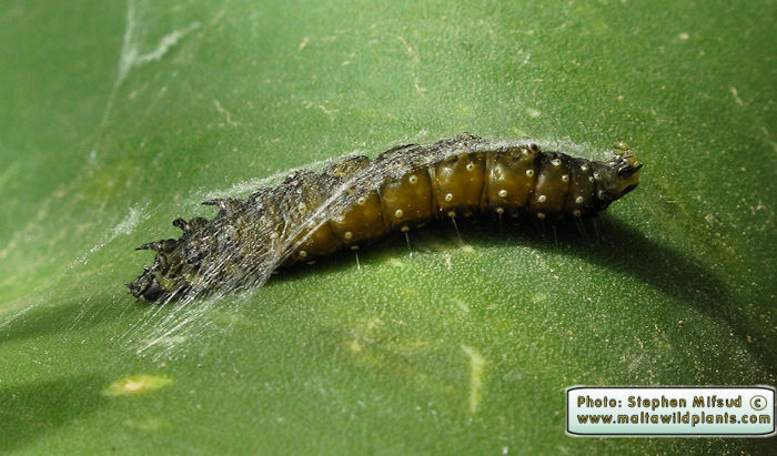 Aphelia peramplana vallettai (English name not known). This page is part of www.MaltaWildPlants.com website by Stephen Mifsud, Malta