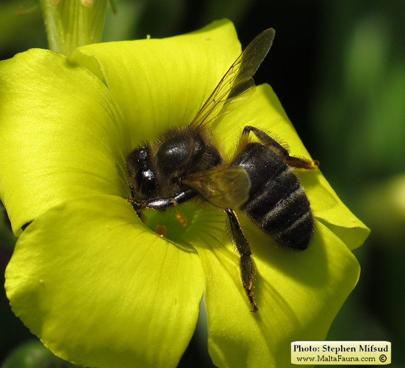 Apis mellifera ruttneri (Maltese Honey Bee). This page is part of www.MaltaWildPlants.com website by Stephen Mifsud, Malta