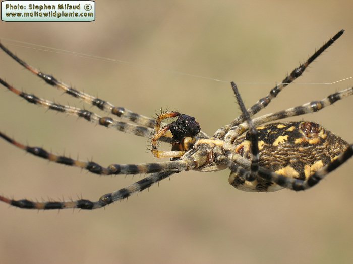 Argiope lobata (Lobed Argiope). This page is part of www.MaltaWildPlants.com website by Stephen Mifsud, Malta