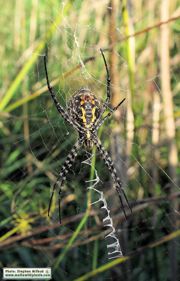 Argiope lobata (Lobed Argiope). This page is part of www.MaltaWildPlants.com website by Stephen Mifsud, Malta