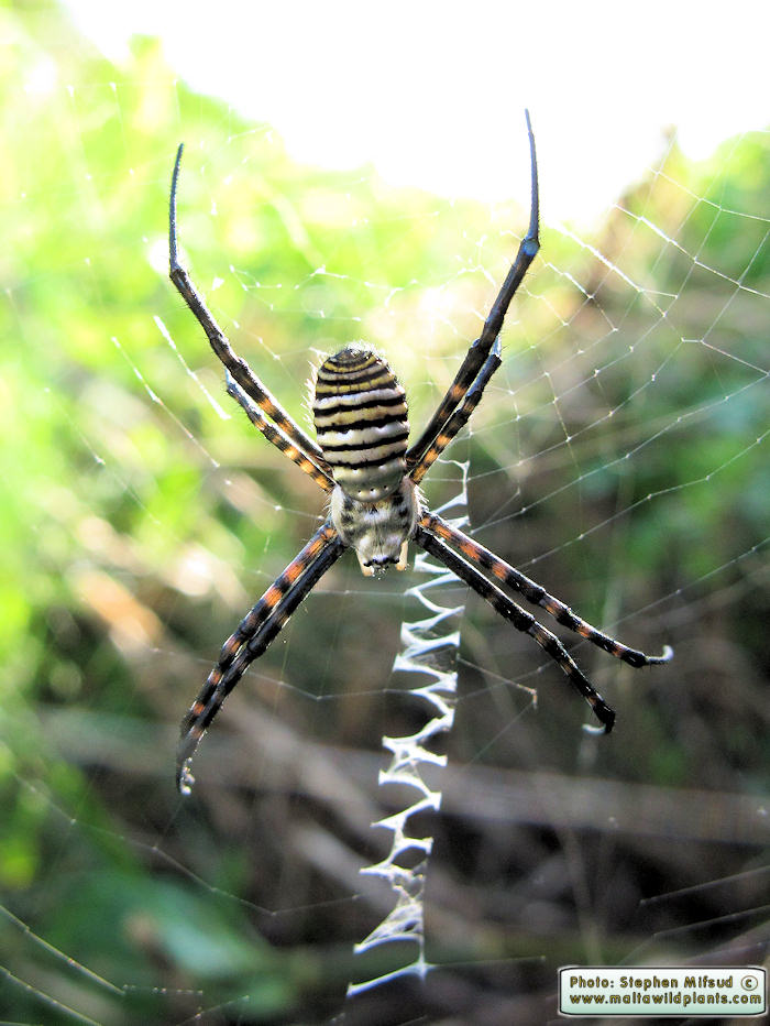 Argiope trifasciata (Banded Argiope). This page is part of www.MaltaWildPlants.com website by Stephen Mifsud, Malta