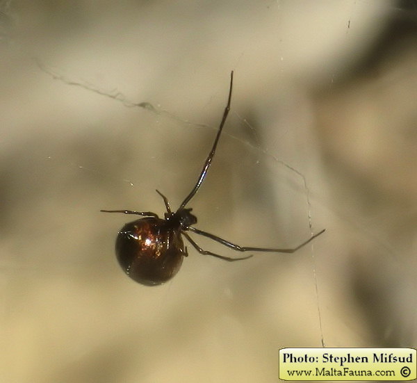 Argyrodes argyrodes (Dewdrop Spider). This page is part of www.MaltaWildPlants.com website by Stephen Mifsud, Malta