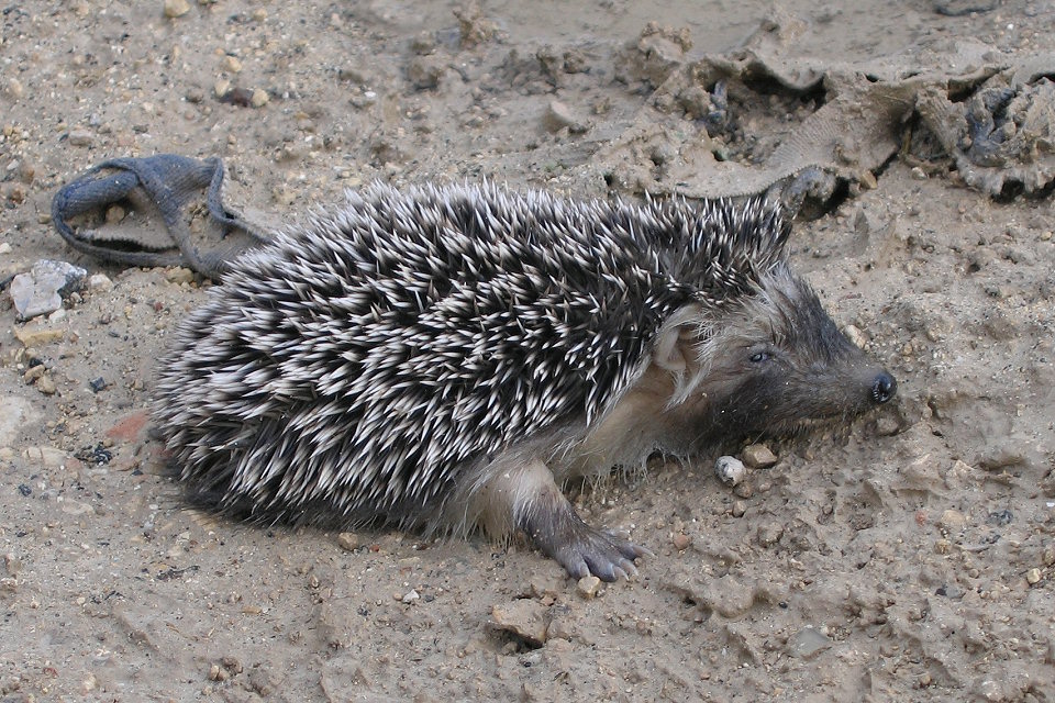 Atelerix algirus (North African Hedgehog). This page is part of www.MaltaWildPlants.com website by Stephen Mifsud, Malta