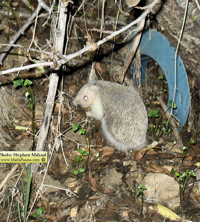 Atelerix algirus (North African Hedgehog). This page is part of www.MaltaWildPlants.com website by Stephen Mifsud, Malta