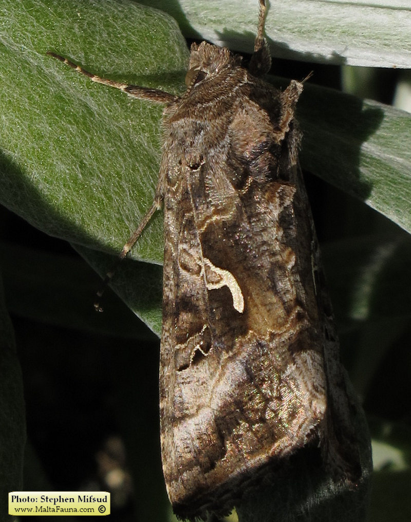 Autographa gamma (Silver Y Moth). This page is part of www.MaltaWildPlants.com website by Stephen Mifsud, Malta