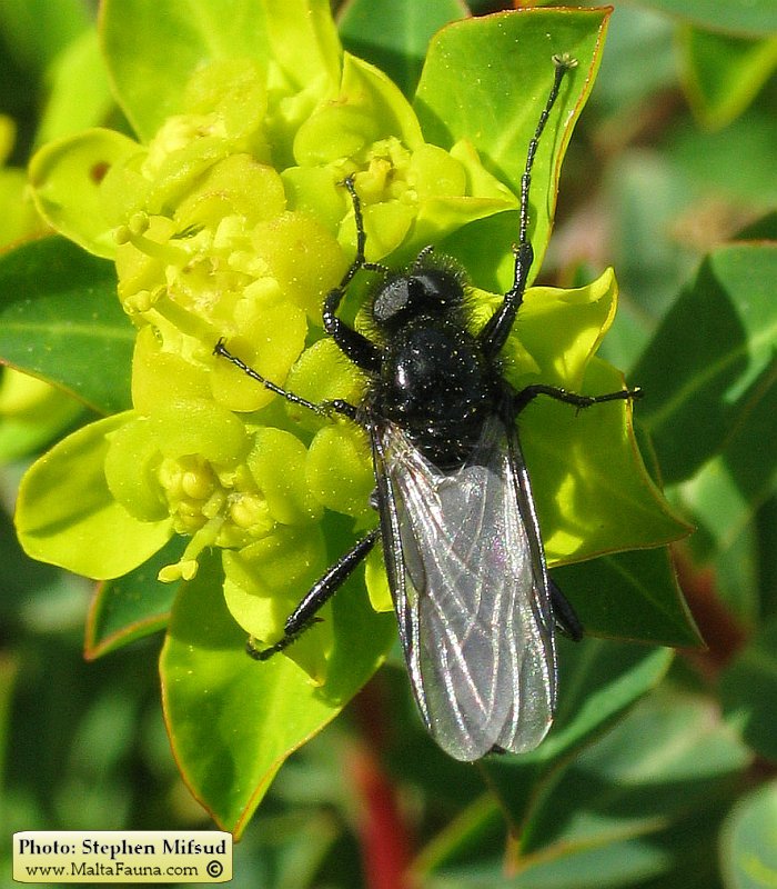Bibio sp. (March fly). This page is part of www.MaltaWildPlants.com website by Stephen Mifsud, Malta