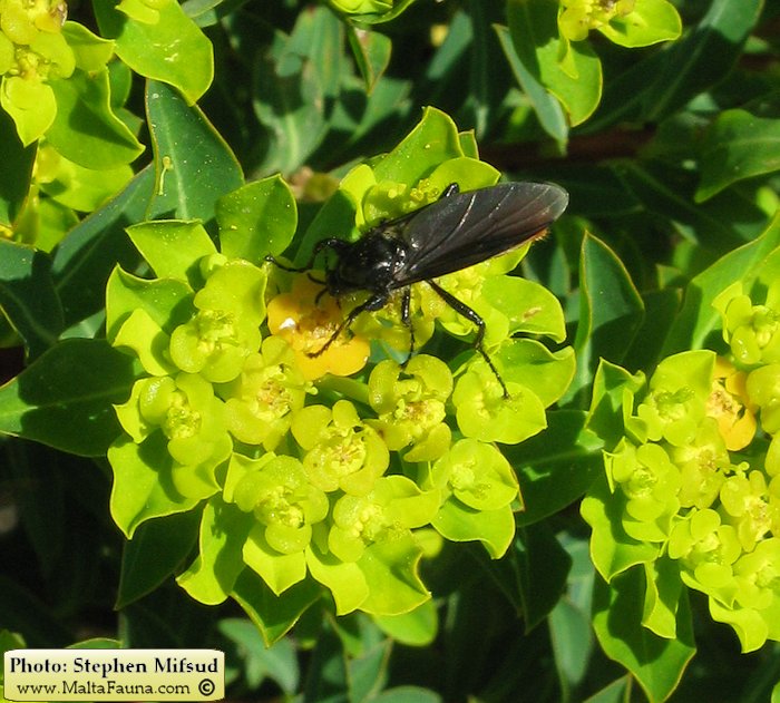 Bibio sp. (March fly). This page is part of www.MaltaWildPlants.com website by Stephen Mifsud, Malta
