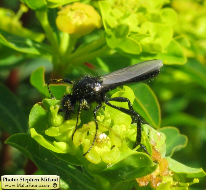 Bibio sp. (March fly). This page is part of www.MaltaWildPlants.com website by Stephen Mifsud, Malta