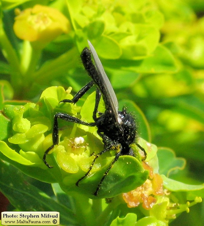 Bibio sp. (March fly). This page is part of www.MaltaWildPlants.com website by Stephen Mifsud, Malta