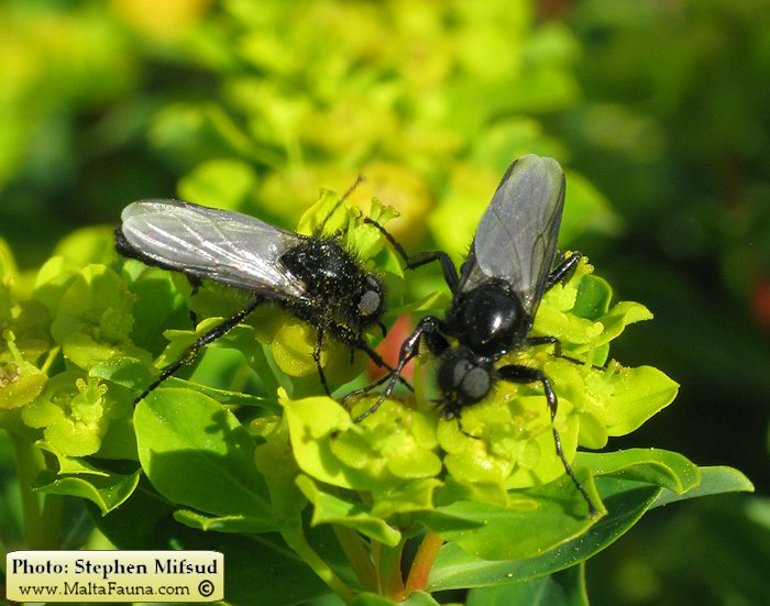 Bibio sp. (March fly). This page is part of www.MaltaWildPlants.com website by Stephen Mifsud, Malta