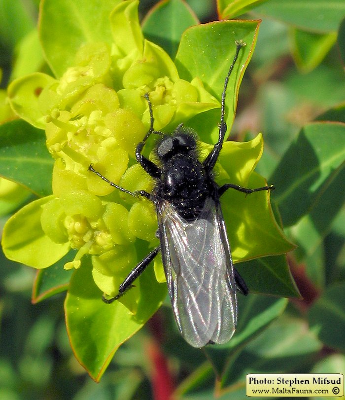 Bibio sp. (March fly). This page is part of www.MaltaWildPlants.com website by Stephen Mifsud, Malta