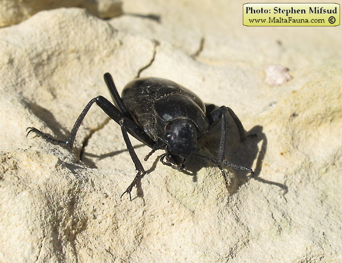 Blaps gigas (Churchyard Beetle). This page is part of www.MaltaWildPlants.com website by Stephen Mifsud, Malta