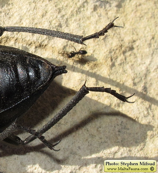 Blaps gigas (Churchyard Beetle). This page is part of www.MaltaWildPlants.com website by Stephen Mifsud, Malta