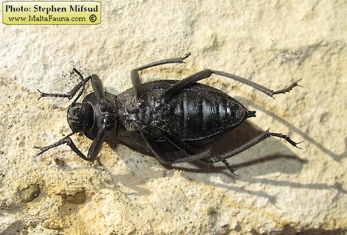 Blaps gigas (Churchyard Beetle). This page is part of www.MaltaWildPlants.com website by Stephen Mifsud, Malta