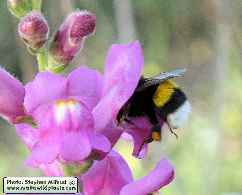 Bombus terrestris (Buff-tailed bumblebee ). This page is part of www.MaltaWildPlants.com website by Stephen Mifsud, Malta